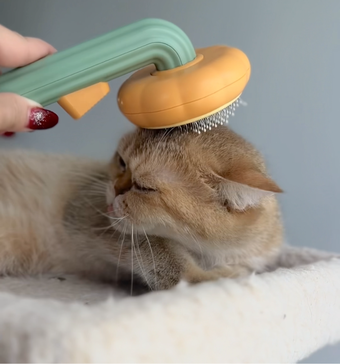 Our Cat And Dog Hair Brush