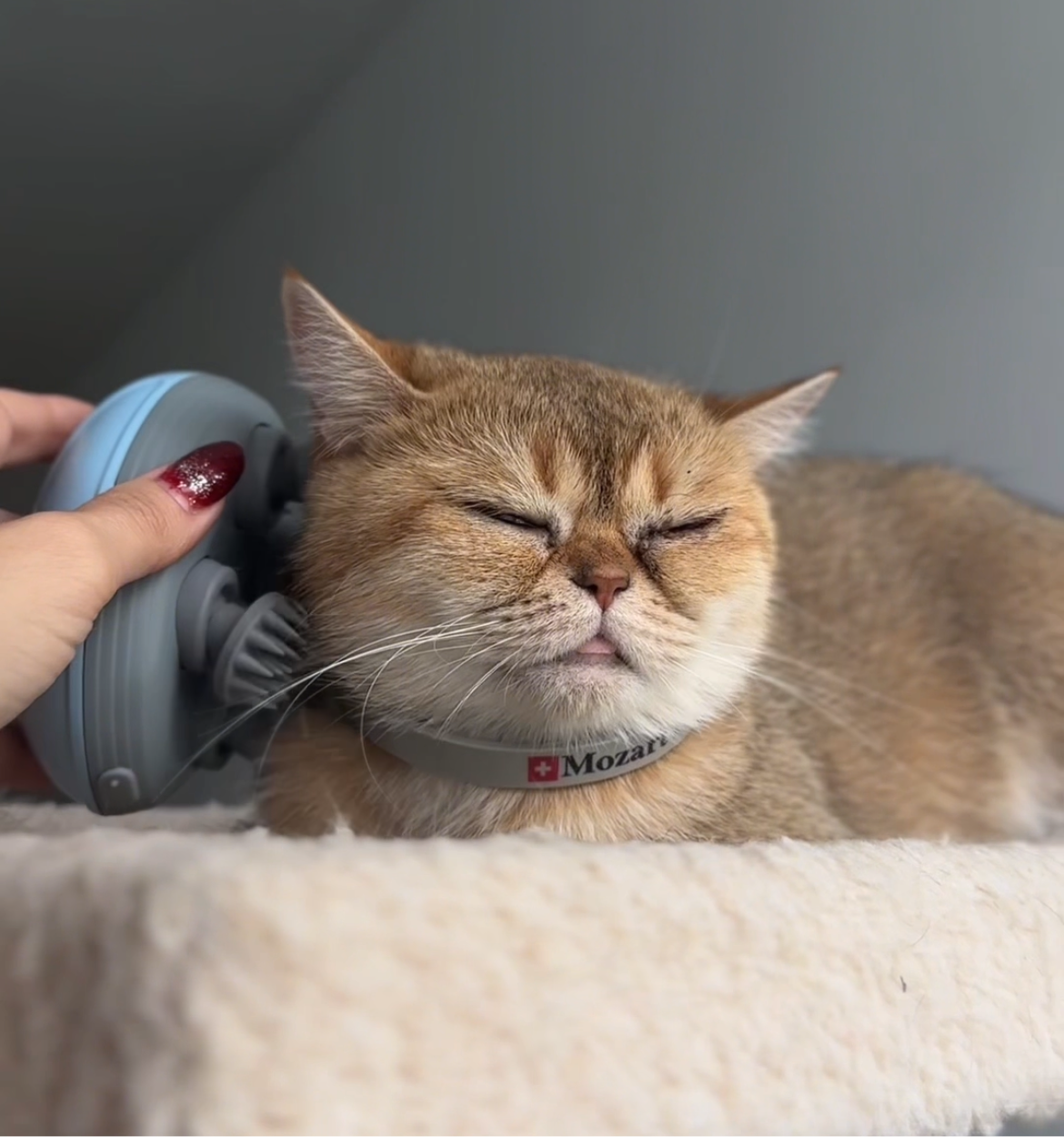 The Cat & Dog Massager